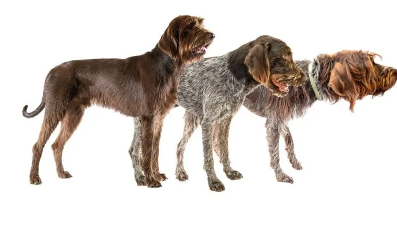Drei Jagdhunde im Profil – Pudelpointer, Deutsch Stichelhaar und Griffon Korthals, ideale Begleiter für die Jagd.