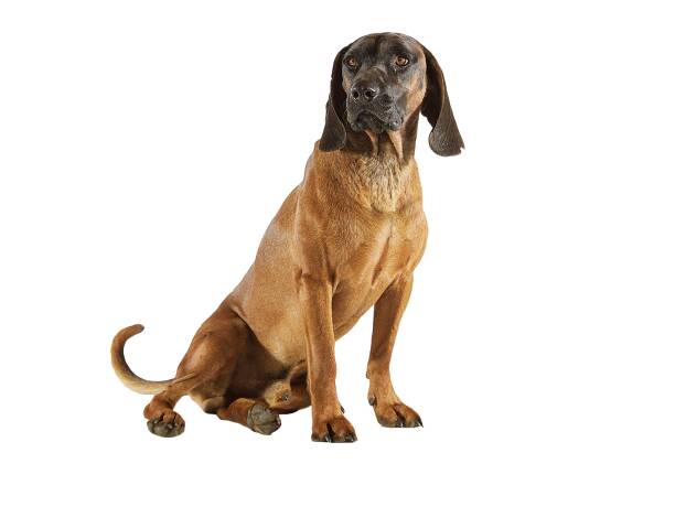 Bayerischer Gebirgsschweißhund – robuster Jagdhund mit exzellenter Fährtensicherheit.