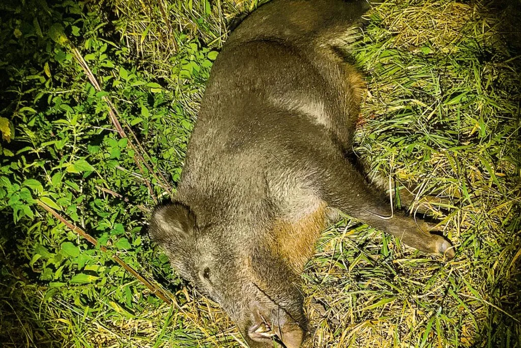 Erlegter Keiler von knapp 100 kg liegt in hohem Gras, beleuchtet vom Schein einer Jagdlampe