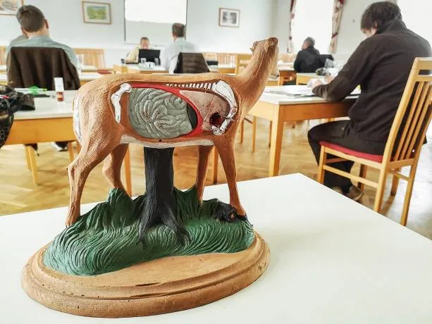 Modell eines Rehbocks mit detaillierter Darstellung der inneren Organe als Lernhilfe in der Jagdausbildung.
