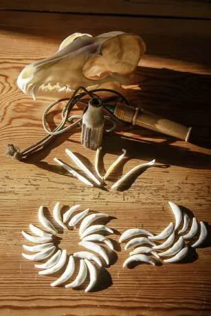 Fuchsschädel, Fangzähne und Jagdschmuck aus Wildtierknochen auf einem Holztisch im Sonnenlicht