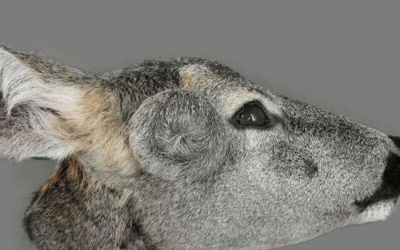 Reh mit Fibropapillomatose – Warzenartige Wucherungen im Kopfbereich sichtbar