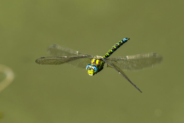 Die Blaugrüne Mosaikjungfer fliegt vom Sommer bis in den Spätherbst an vielen heimischen Gewässern. Dabei ist sie sehr neugierig und beobachtet Besucher wie uns Menschen ganz genau. Oft steht sie dann sekundenlang im Schwirrflug vor uns und lässt sich dabei gut beobachten.