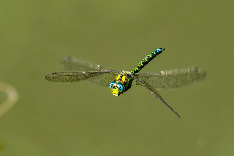 Die Blaugrüne Mosaikjungfer fliegt vom Sommer bis in den Spätherbst an vielen heimischen Gewässern. Dabei ist sie sehr neugierig und beobachtet Besucher wie uns Menschen ganz genau. Oft steht sie dann sekundenlang im Schwirrflug vor uns und lässt sich dabei gut beobachten.