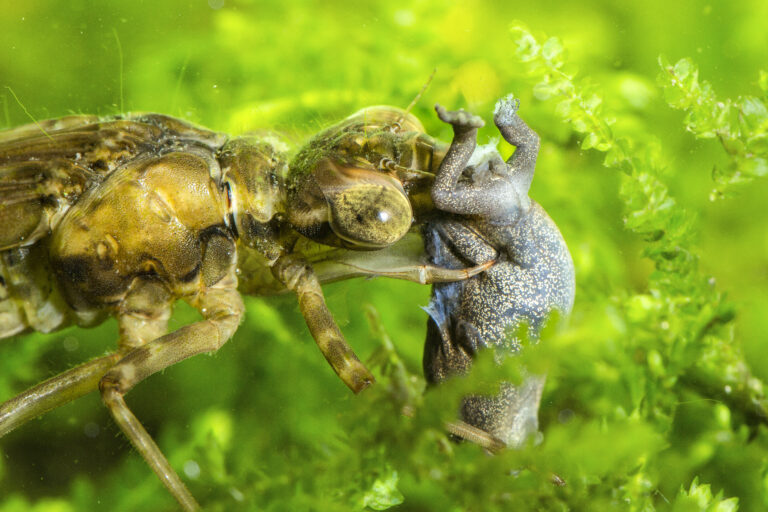 Diese Kleine Zangenlibelle ist vor Kurzem geschlüpft und hat ihre Flügel bereits entfaltet. Dennoch kann sie noch nicht wegfliegen, weil ihr Chitinpanzer und ihre Flügel noch nicht getrocknet und ausgehärtet sind. Erst dann kann sie ihren Jungfernflug starten.