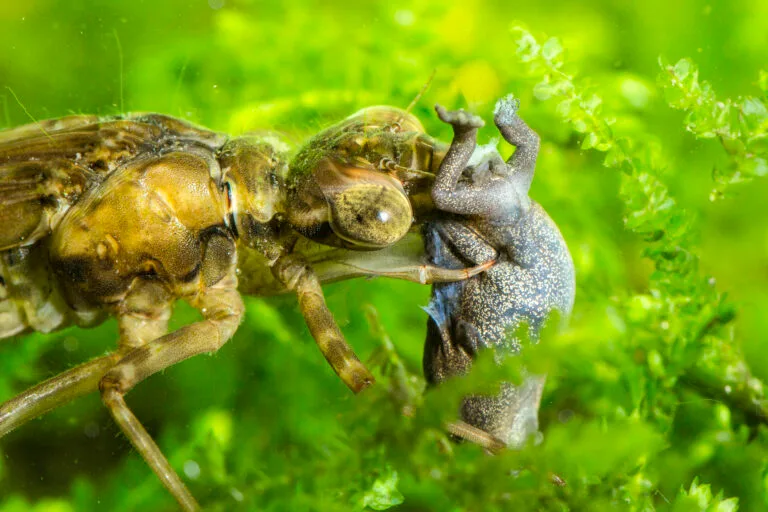 Diese Kleine Zangenlibelle ist vor Kurzem geschlüpft und hat ihre Flügel bereits entfaltet. Dennoch kann sie noch nicht wegfliegen, weil ihr Chitinpanzer und ihre Flügel noch nicht getrocknet und ausgehärtet sind. Erst dann kann sie ihren Jungfernflug starten.
