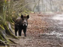 Rauschiger Keiler in der Paarungszeit – Verhalten und Bejagung während der Rauschzeit © Helmut Pieper
