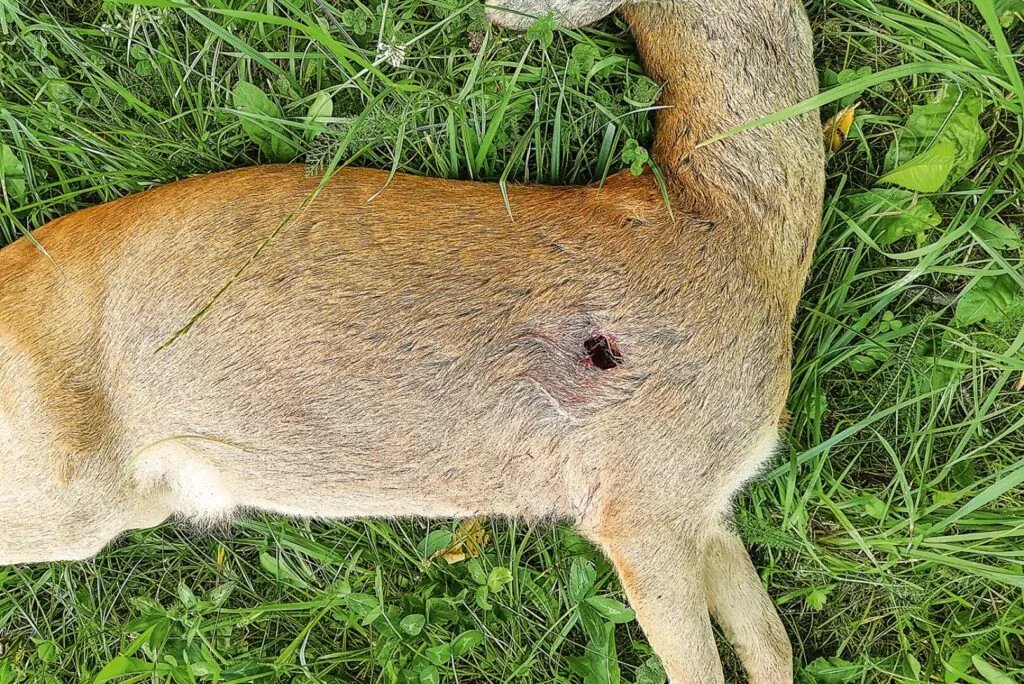 Erlegtes Reh auf einer Wiese mit deutlich sichtbarem Ausschuss, verursacht durch ein bleifreies Büchsengeschoss