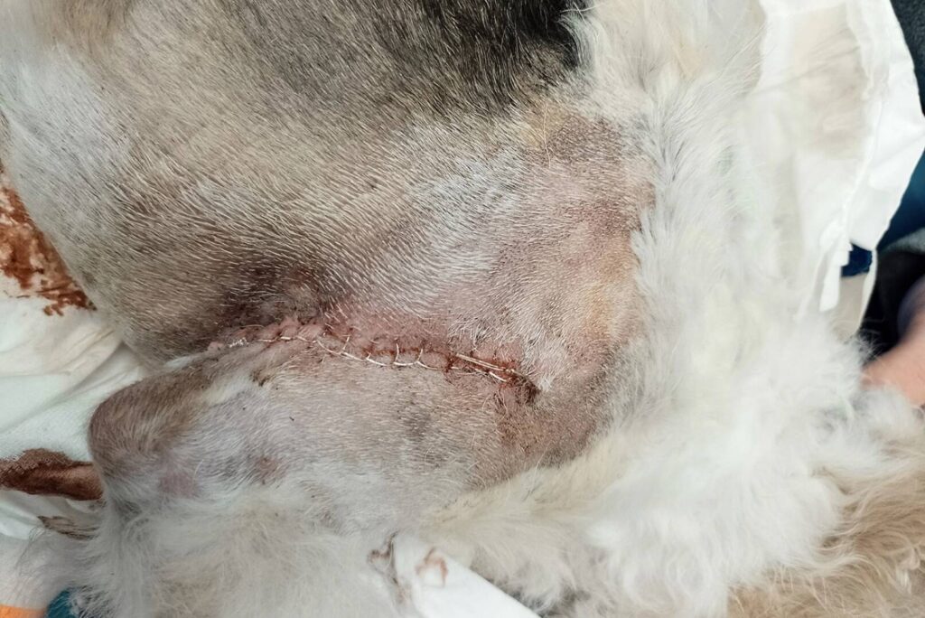 Nahaufnahme einer frischen, genähten Wunde am Körper eines Hundes nach einer Operation oder Verletzung