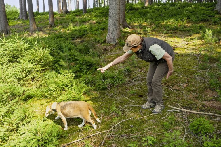 Stöbern will gelernt sein – Der Hund soll lernen, selbstständig die Umgebung zu erkunden. Zeigt er Eigeninitiative, unterstützen Sie ihn mit Lob, einem „Vorwärts“ und einem Sichtzeichen zum Stöbern. – © Annette Schmitt