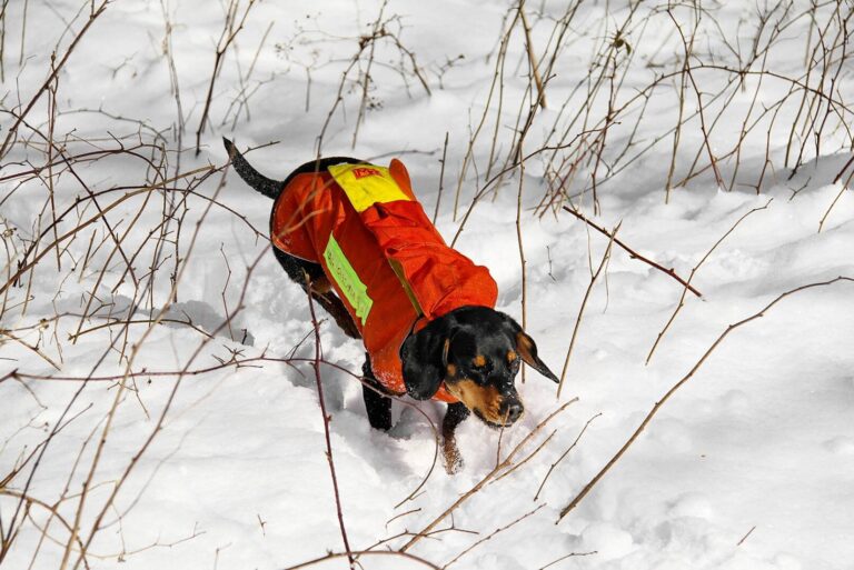 Stöbern will gelernt sein – Sie schützen Hals und Rumpf der Hunde und sind in Signalfarben für bessere Sichtbarkeit gefertigt. – © Annette Schmitt