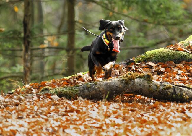 Stöbern will gelernt sein – © Desiree Schwers – Der Hund lernt, selbstständig die Umgebung zu erkunden. Ein entscheidender Schritt im Stöbertraining.
