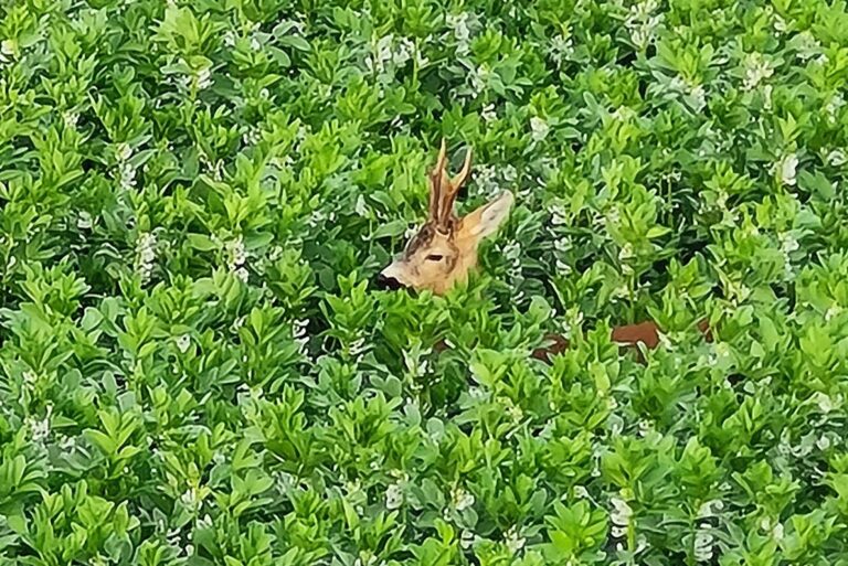 Rehbock mit imposantem Geweih steht versteckt in dichtem, grünen Pflanzenbewuchs