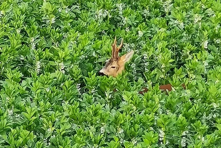 Rehbock mit imposantem Geweih steht versteckt in dichtem, grünen Pflanzenbewuchs