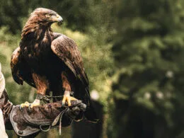 Der Steinadler verfügt über eine ausgeprägte Persönlichkeit. Seine Bindung zum Falkner währt ein Leben lang.
