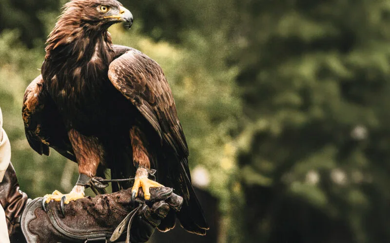 Der Steinadler verfügt über eine ausgeprägte Persönlichkeit. Seine Bindung zum Falkner währt ein Leben lang.