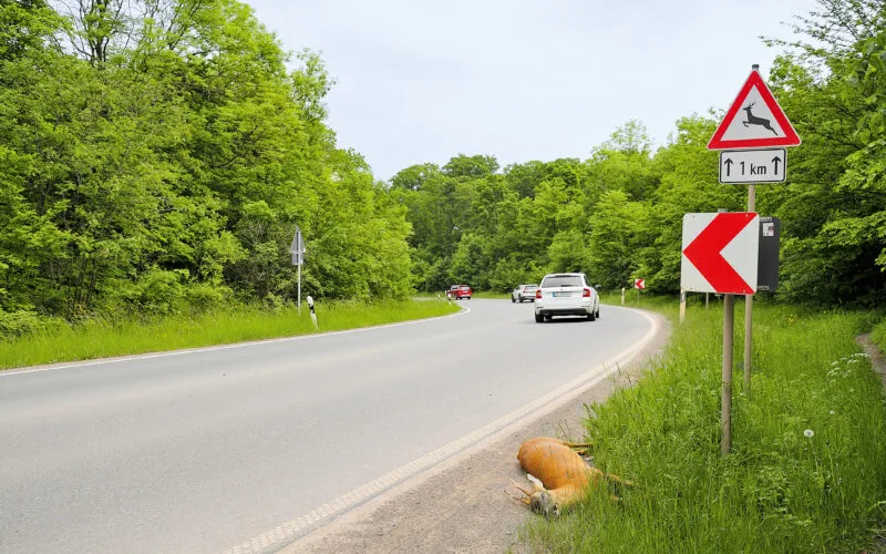Bei Unfällen mit Wild kommt es immer wieder zu gefährlichen Szenen, die nicht selten tödlich für das Wildtier enden.