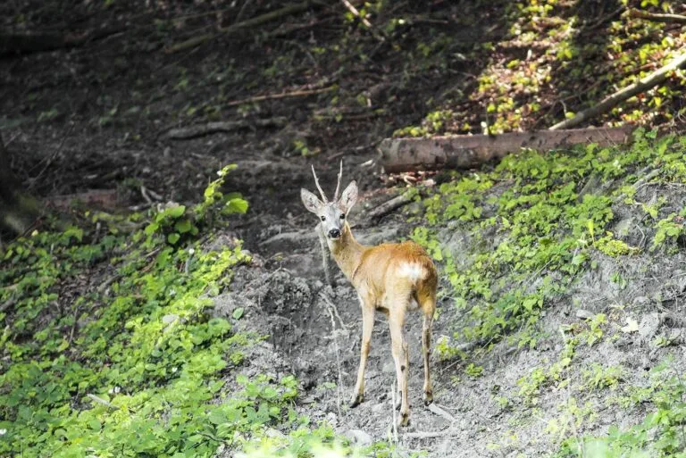 Rehbock im Wildbret – Altersbestimmung anhand der Stirnzapfen