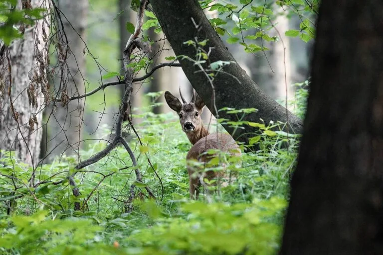 Rehbock im dichten Wald – Altersbestimmung anhand der Stirnplatte