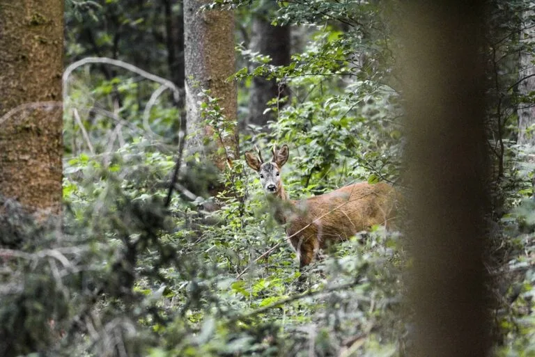 Junger Rehbock im dichten Wald – Altersbestimmung anhand der Körpermerkmale