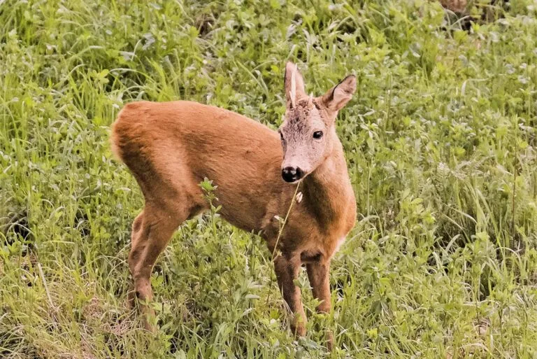 Alter Rehbock im hohen Gras – Täuschung durch starke Körpermerkmale