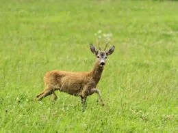 Rehbock in grüner Wiese – Tipps zum schnellen Ansprechen von Rehböcken in der Jagdpraxis