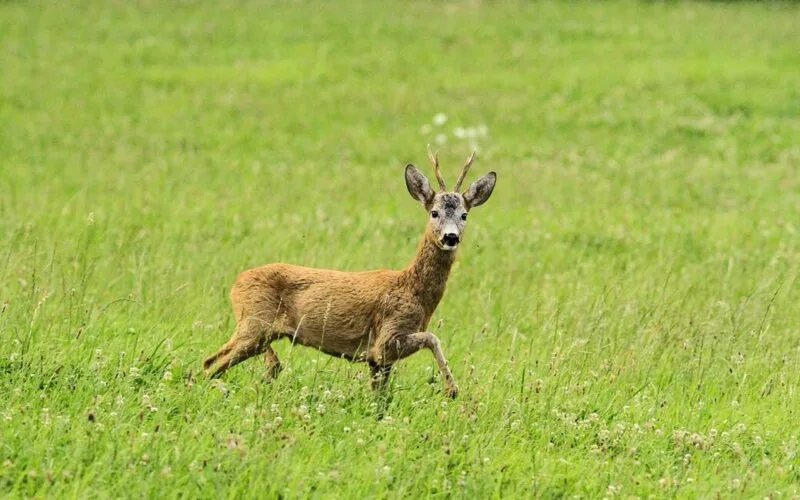 Rehbock in grüner Wiese – Tipps zum schnellen Ansprechen von Rehböcken in der Jagdpraxis