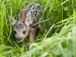Ein junges Rehkitz versteckt sich im hohen Gras und blickt neugierig in die Kamera.