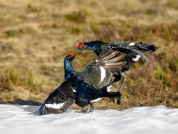 Zwei balzende Birkhähne im Kampf auf verschneitem Balzplatz