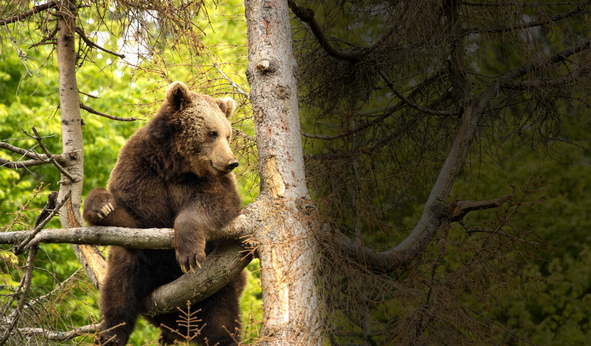 Braunbär sitzt auf einem Ast in mehreren Metern Höhe in einem Baum