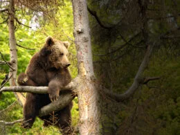 Braunbär sitzt auf einem Ast in mehreren Metern Höhe in einem Baum