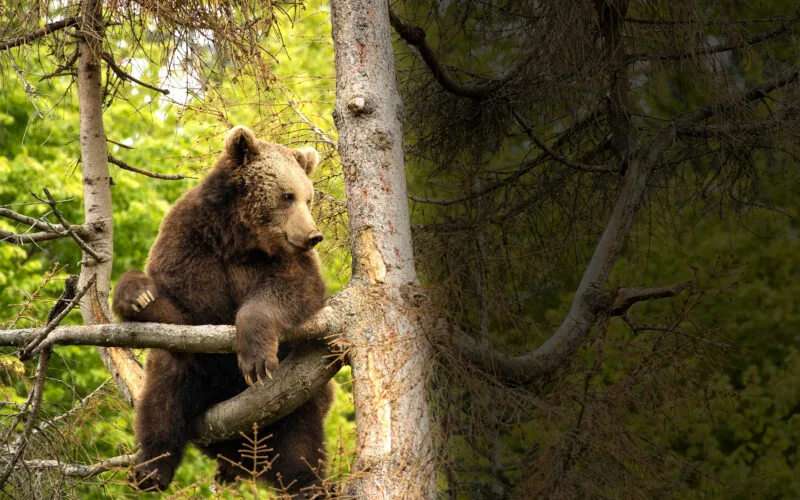 Braunbär sitzt auf einem Ast in mehreren Metern Höhe in einem Baum