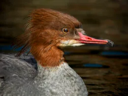 Weiblicher Gänsesäger (Mergus merganser) auf ruhigem Wasser