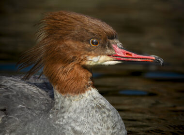 Weiblicher Gänsesäger (Mergus merganser) auf ruhigem Wasser