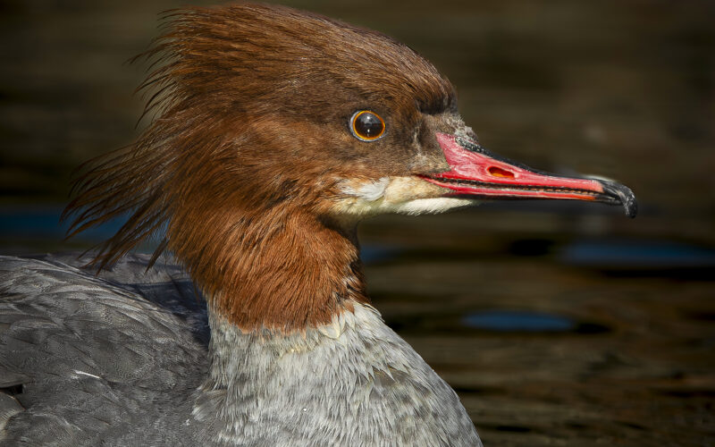 Weiblicher Gänsesäger (Mergus merganser) auf ruhigem Wasser