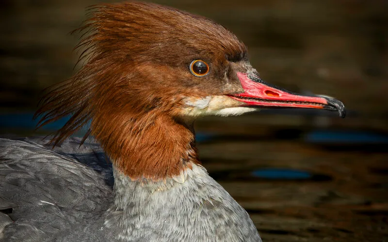 Weiblicher Gänsesäger (Mergus merganser) auf ruhigem Wasser