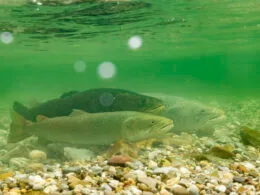 Drei Huchen (Hucho hucho) liegen ruhig auf einem kiesigen Flussgrund. Ihre langen, torpedoförmigen Körper und dunklen Flecken auf der Haut sind gut sichtbar.