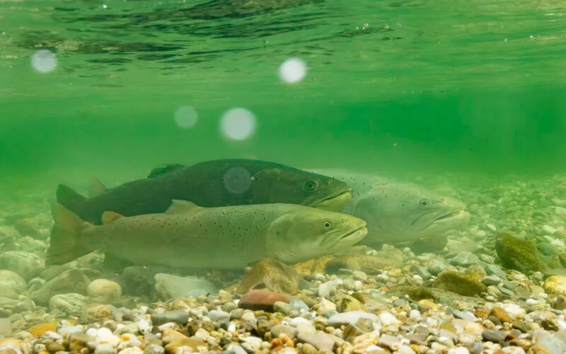 Drei Huchen (Hucho hucho) liegen ruhig auf einem kiesigen Flussgrund. Ihre langen, torpedoförmigen Körper und dunklen Flecken auf der Haut sind gut sichtbar.