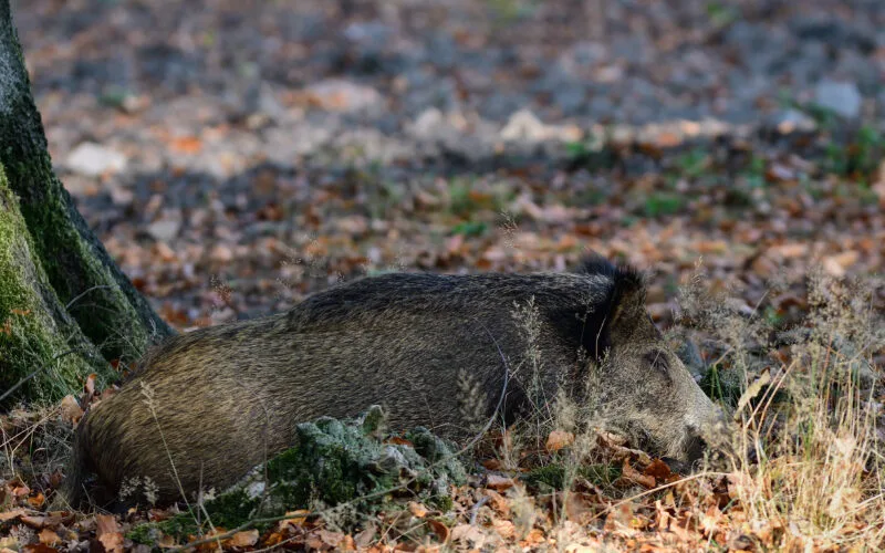 Wildschwein ruht sich auf dem Waldboden unter einem Baum aus, umgeben von Laub und Gras.
