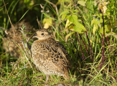 Junger Fasan (Phasianus colchicus) im hohen Gras