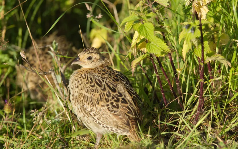 Junger Fasan (Phasianus colchicus) im hohen Gras
