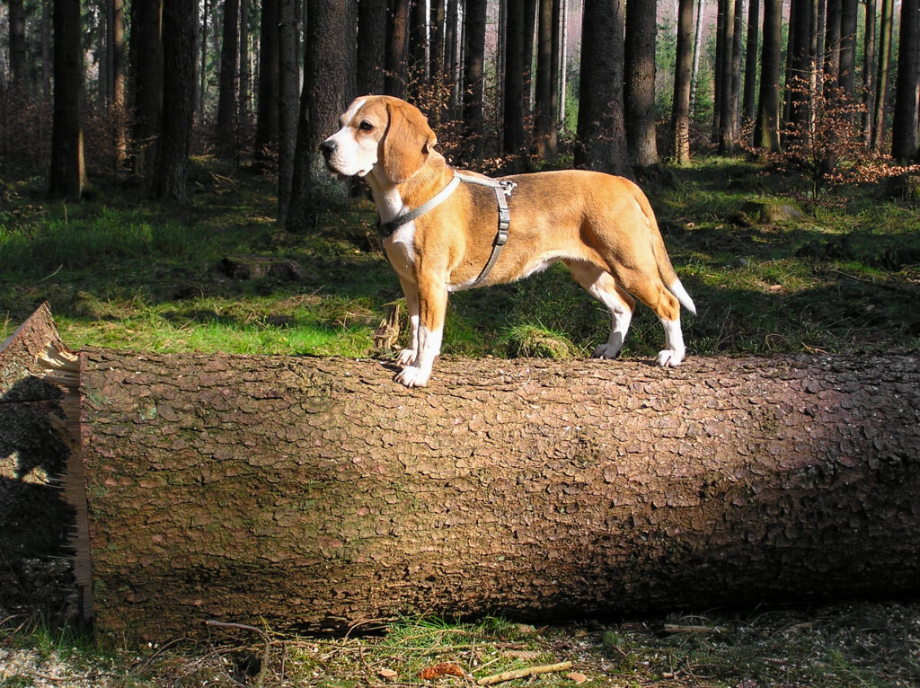 Beagle-Hündin steht wachsam auf einem Baumstamm im Wald.