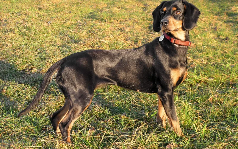 Hündin steht aufmerksam im Gras während ihrer Läufigkeit.