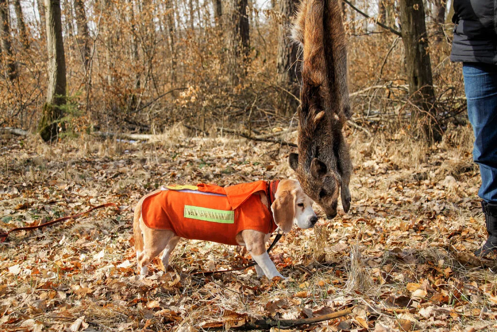 Jagdhund in Schutzweste schnuppert an aufgehängtem Frischling