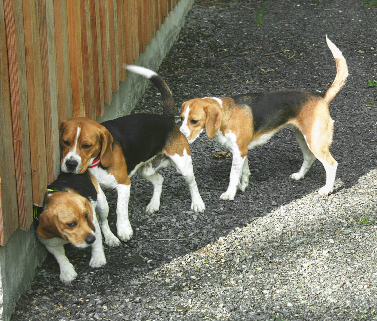 Drei Beagle-Rüden beschnuppern eine läufige Hündin durch einen Zaun.