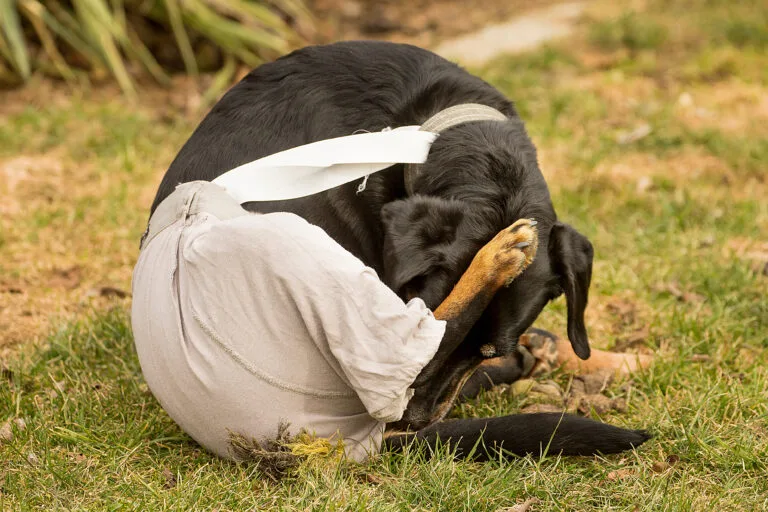 Schwarze Hündin im Garten, versucht ihr Schutzhöschen mit der Pfote zu entfernen.