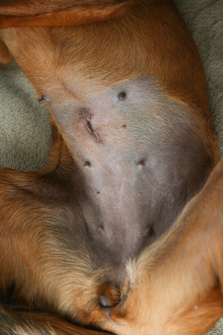 Bauch einer Hündin mit frischer Operationsnarbe nach Kastration.