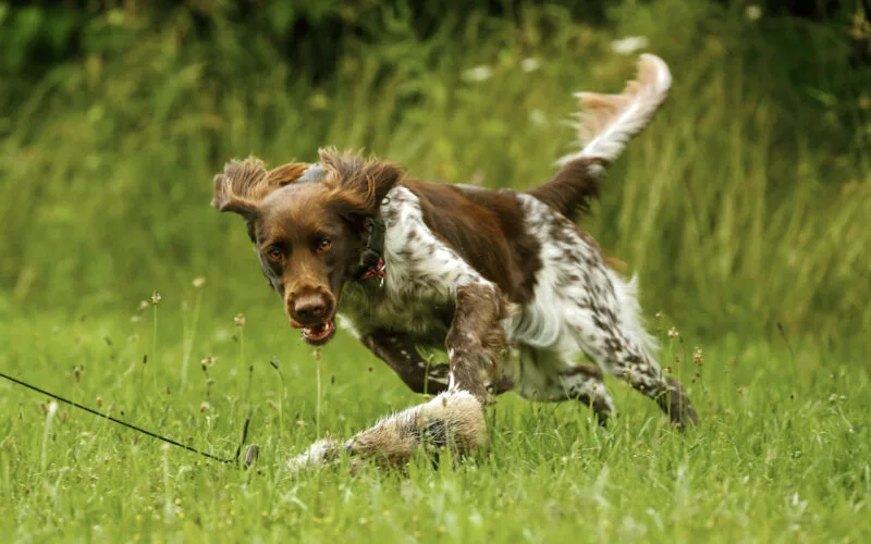 Jagdhund springt auf Reizangel mit Wildfellattrappe