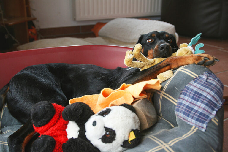 Hündin liegt im Hundebett und bewacht ihr Spielzeug in der Phase der Scheinmutterschaft.