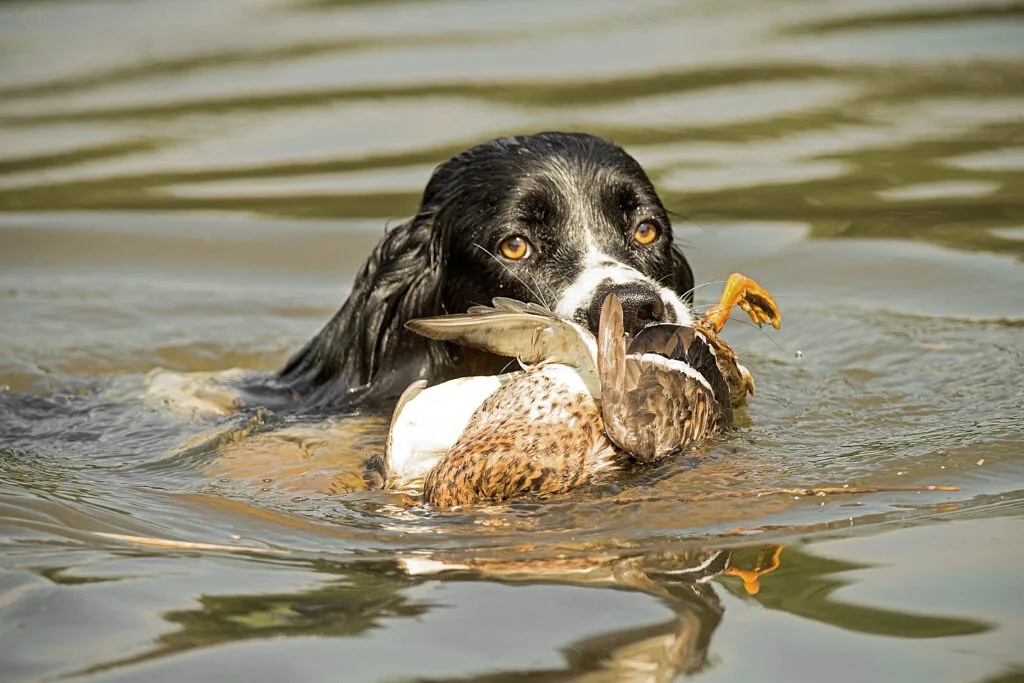 Jagdhund schwimmt mit apportierter Ente im Maul